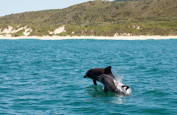 Knysna Marine Life & Garden Route Coastline Experience