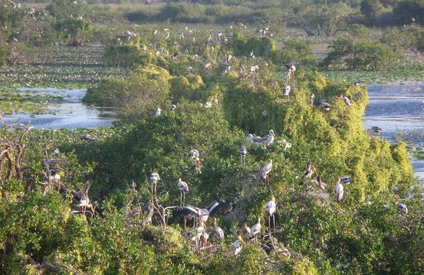 Kumana Wild Trails - Half Day Safari 