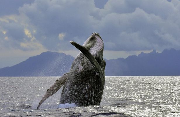 Whales Watching