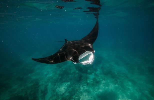Ningaloo Reef Snorkel and Wildlife Adventure