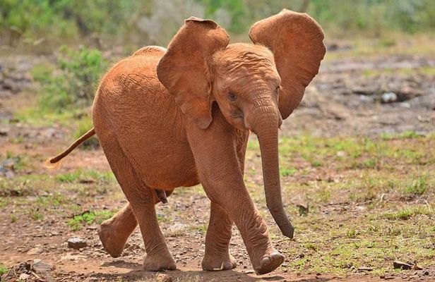 Elephant Orphanage & Giraffe Centre Tour