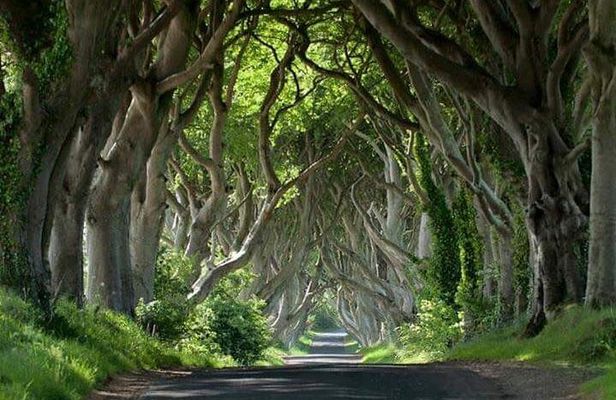 Private Game of Thrones including Giant's Causeway Causeway Coast Rope Bridge