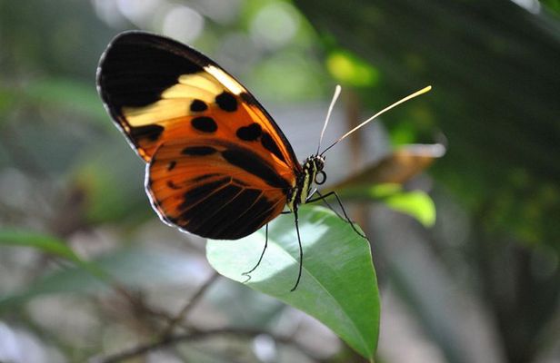 3 or 4-Day All Inclusive Napo Amazon Adventure with Accommodation in Eco Lodge
