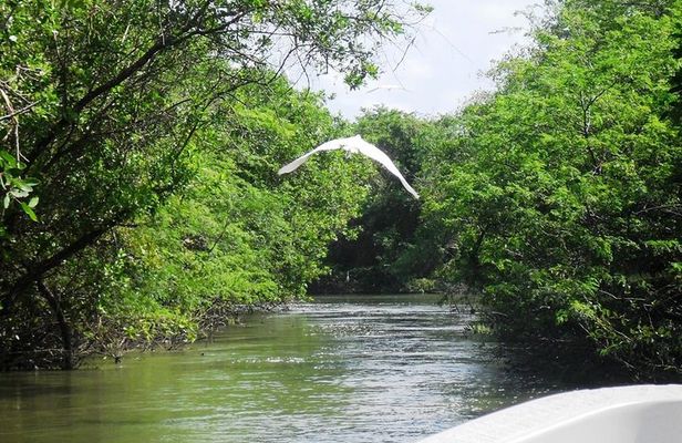 3 Palos Lagoon AfroMex Village Turtle Release & Croc Farm Visit