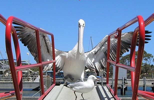 Albany Wildlife and Scenic Cruise