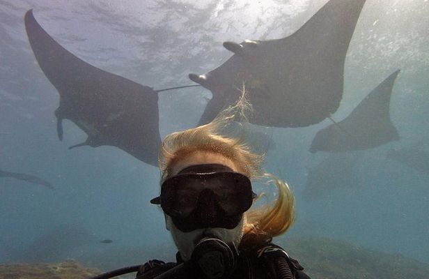 Try Dive with Manta Rays in Bali