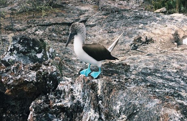 6-Day Galapagos Superior Adventure (Tourist Superior Class)