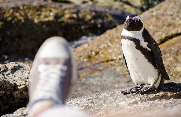 Half day am or pm Boulders Beach & Penguins with visit to Cape Point Great tour