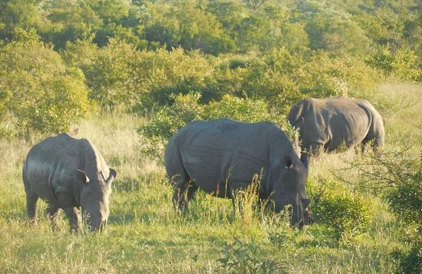 Full-Day Kruger Park Safari from Nelspruit, Whiteriver or Hazyview