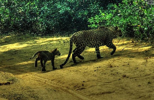 All inclusive Private safari at Wilpattu National park from Negombo