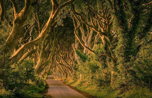 From Belfast-Giants Causeway, Dunluce Castle and Dark Hedges tour