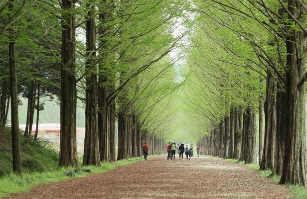 Nami Island, Petite France with Rail Bike Day Tour From Seoul