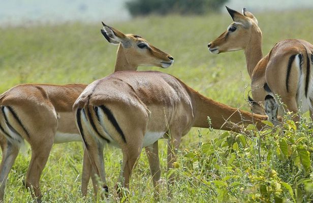  3 Days 2 Nights Group Joining Serengeti and Ngorogoro Safari