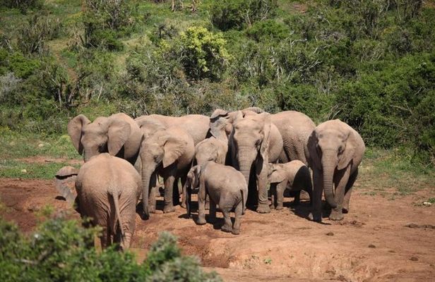 Port Elizabeth Shore Excursion: Addo Elephant Full Day Safari &"Braai"Lunch(BBQ)