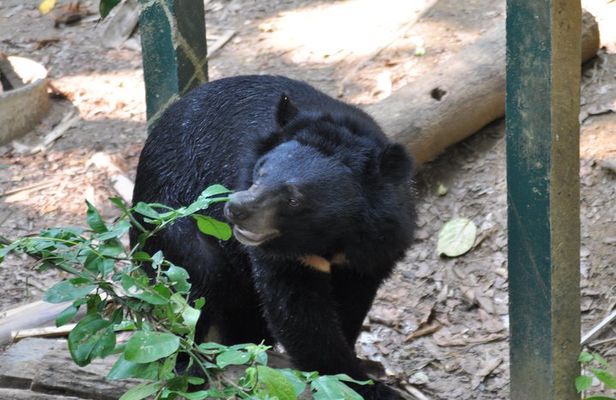 Visit Bear Rescue Center From Agra