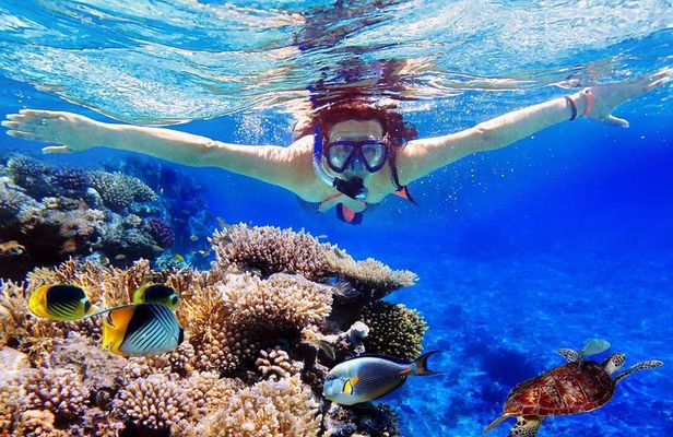 Bali Menjangan Island Snorkeling Day Tour