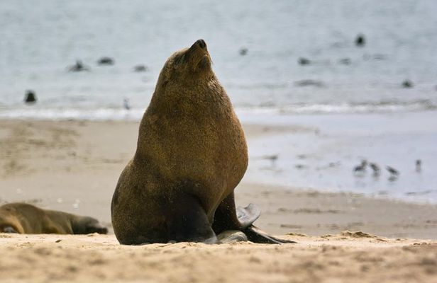 Pelican Point Peninsula Tour- visit the seal colony