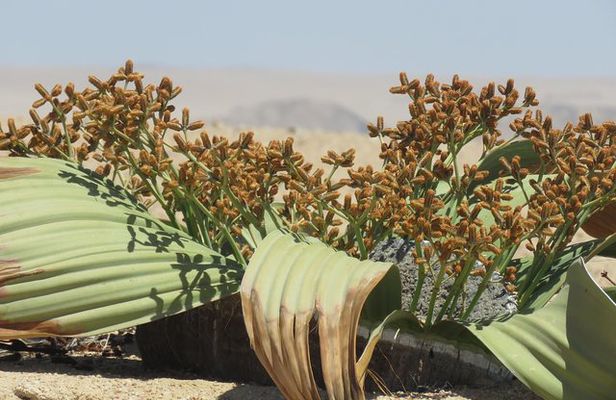 Pelgrim Tours - Moon Landscape & Welwitschia Mirabilis Tour