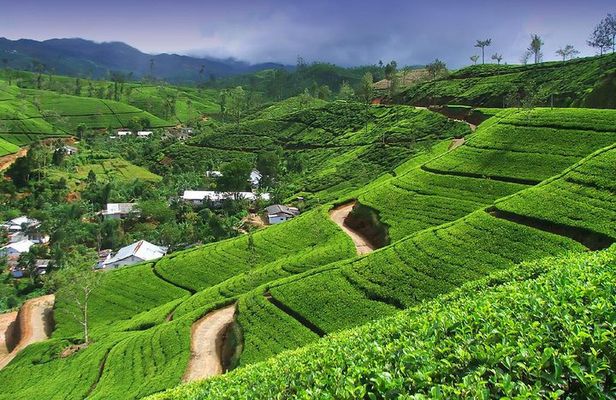 Explore Nuwara Eliya | Experience the Best Tea in the World