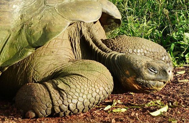 7-Day Galapagos Essentials