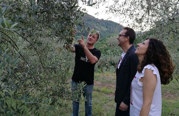 Olive Oil tour with Tuscan dinner