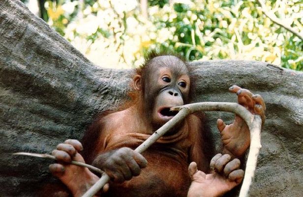 Sepilok Orang Utan & Bornean Sun Bear Centre with Sandakan City Tour with Lunch