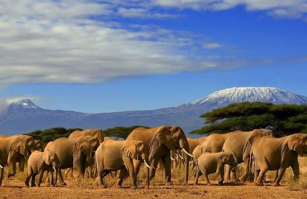 3 days, 2 nights safari to Amboseli National park from Nairobi