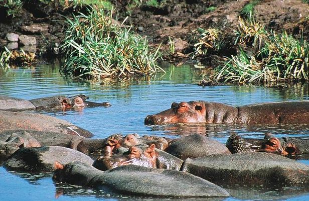 Full Day Mombasa Excursion Tour 