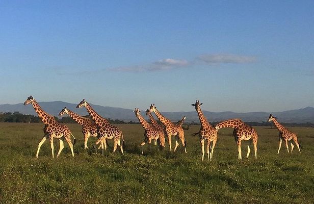7 days Group Safari Masai Mara Lake Nakuru Hells gate & Amboseli