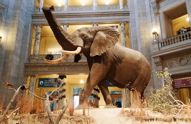 Smithsonian Museum of Natural History - Exclusive Guided Tour