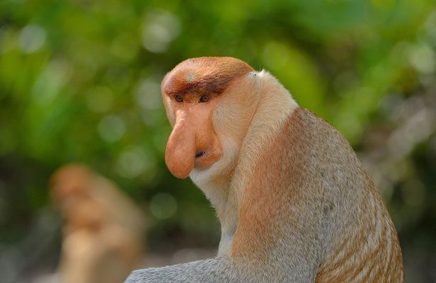 Labuk Proboscis, Sepilok, Sun Bear, Sandakan City Tour & Lunch