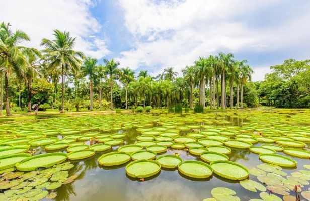 1 Day Xishuangbanna City Tour with Tropical Botanical Garden