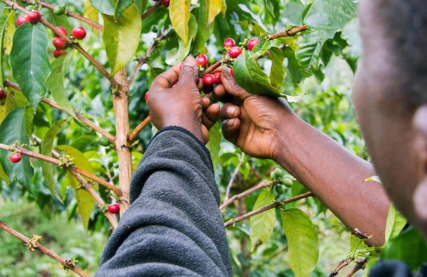 Nairobi Coffee Farm and Factory Tour