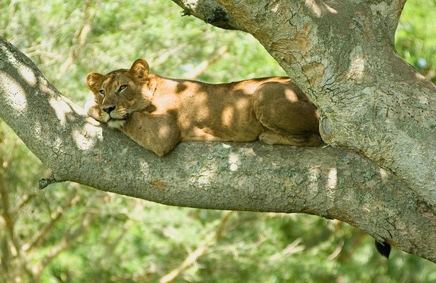 3 Days Group Safari To Queen Elizabeth Park In Uganda.