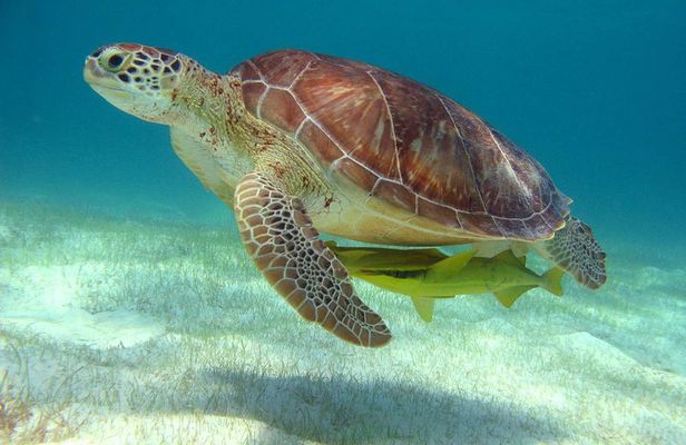 Sea Turtle and Cenote Snorkeling Tour