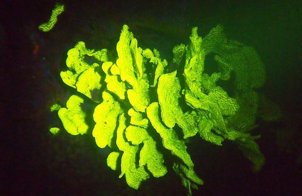 Aruba 1-Tank guided UV Night Dive for certified divers with own equipment