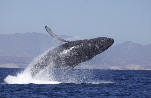 Whale Watching on 2 Level Big Boat with Breakfast and Drinks INCLUDED