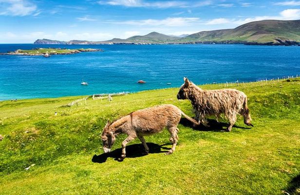 Private tour of Dingle and Slea Head with accredited guide