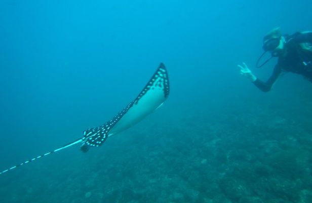 Discover Scuba Diving