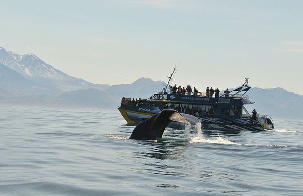 Kaikoura Whale Watch Day Tour from Christchurch including Coastal Pacific Train