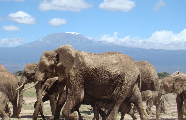 Day tour to Amboseli national park