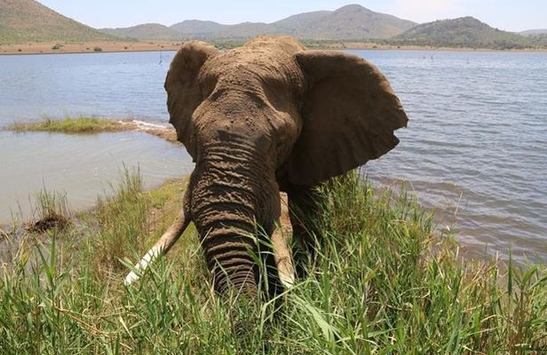 Pilanesberg Nature Reserve