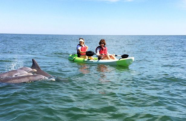 Small Group Dolphin Kayak Eco-Tour