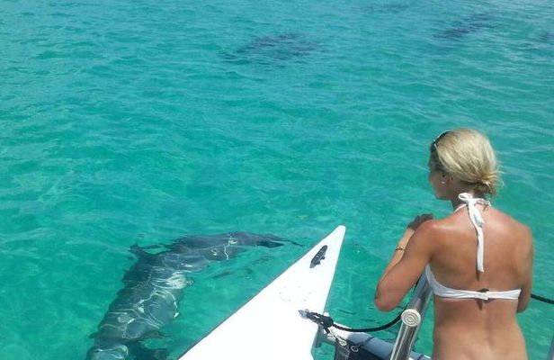 Shallow Water Snorkeling and Dolphin Watching in Key West