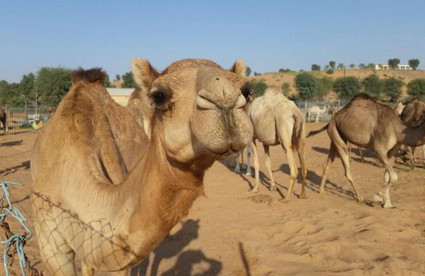 Morning Desert Safari with Camel Rides, Sand Boards and Dune Bashing