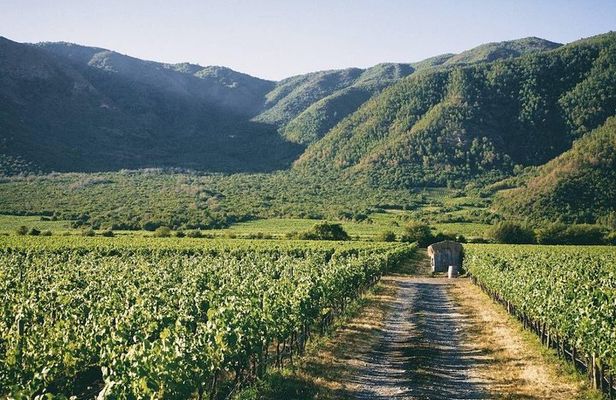 Full Day Guided Trip to Casablanca Valley - Visit to 2 Vineyards