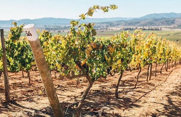 Half Day Trip to Casas del Bosque Vineyard from Santiago - Wine Tasting Included
