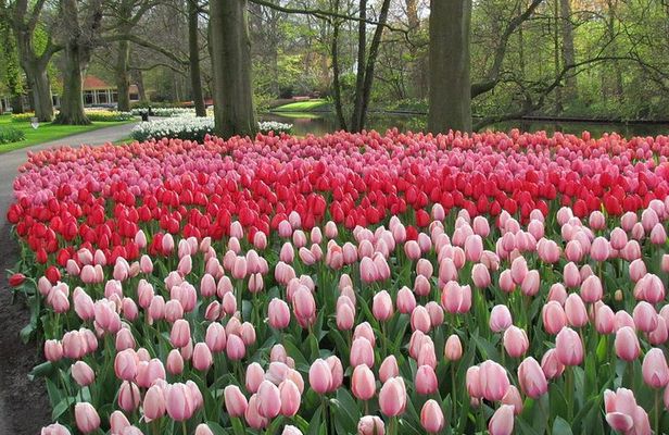 Private Day Trip to Keukenhof Gardens with Entrance Tickets