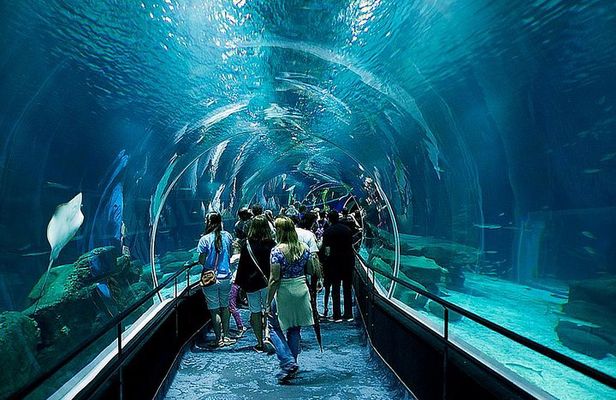 AquaRio Small Group Guided Tour with entrance and transfer