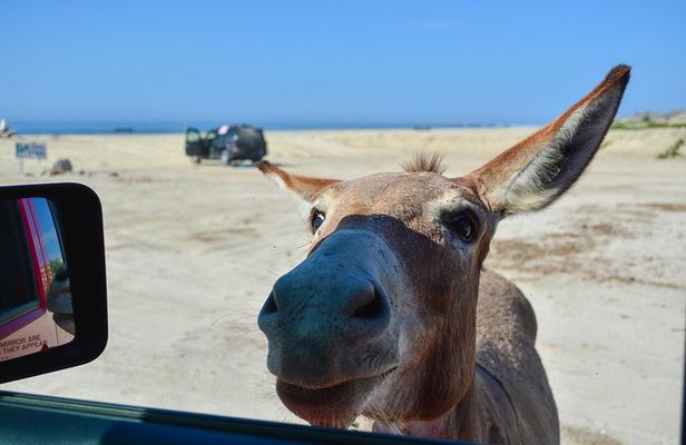 Private Cabo Pulmo Jeep Tour